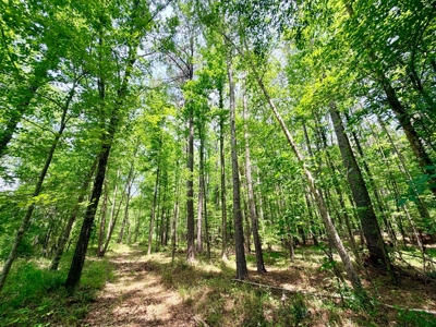Hunting Land with Homesite and Creek Prentiss Co., Mississippi - image 14