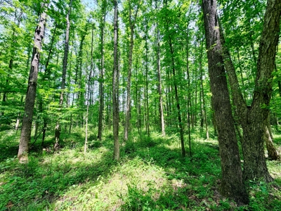 Hunting Land with Homesite and Creek Prentiss Co., Mississippi - image 16