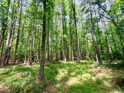 Hunting Land with Homesite and Creek Prentiss Co., Mississippi - image 7