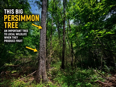 Hunting Land with Homesite and Creek Prentiss Co., Mississippi - image 4