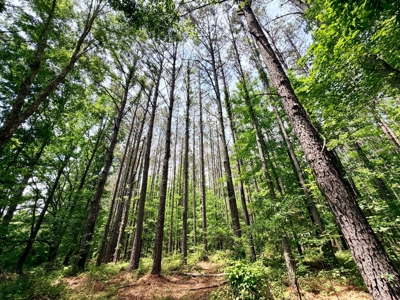 Hunting Land with Homesite and Creek Prentiss Co., Mississippi - image 10