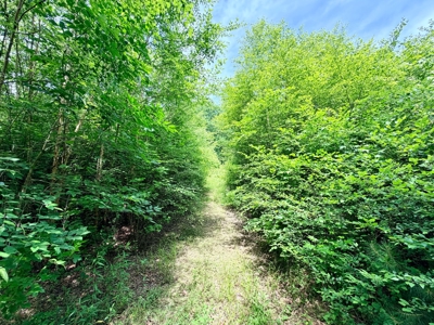 Hunting Land with Homesite and Creek Prentiss Co., Mississippi - image 11