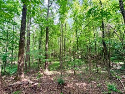 Large Acreage with a Lake and Good Hunting Prentiss Co., MS - image 33