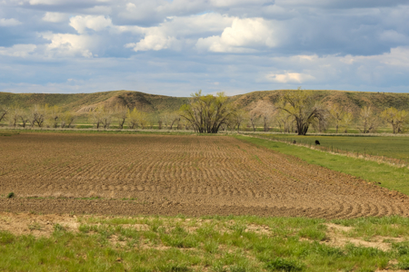 522± Acres Along the Milk River Valley | Near Saco, Montana - image 19