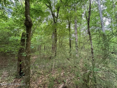 56 Acres in St. Helena Parish with Black Creek - image 16