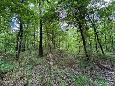 56 Acres in St. Helena Parish with Black Creek - image 12