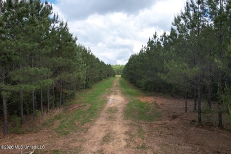56 Acres in St. Helena Parish with Black Creek - image 2