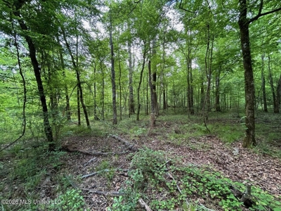 56 Acres in St. Helena Parish with Black Creek - image 11