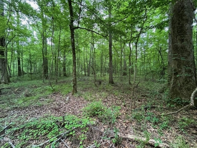 56 Acres in St. Helena Parish with Black Creek - image 10