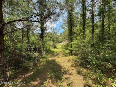 56 Acres in St. Helena Parish with Black Creek - image 36