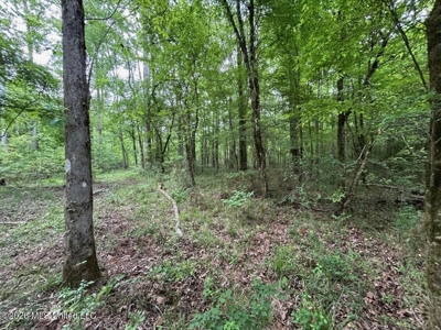 56 Acres in St. Helena Parish with Black Creek - image 17
