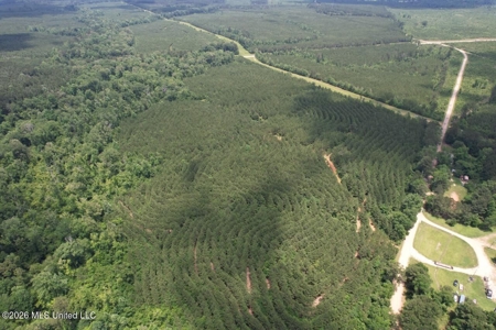 56 Acres in St. Helena Parish with Black Creek - image 32