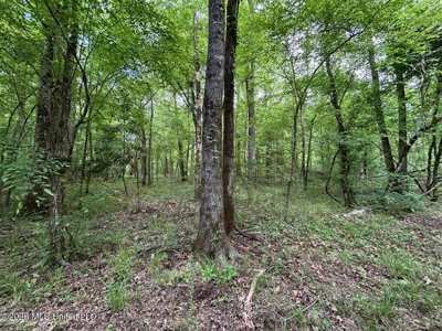 56 Acres in St. Helena Parish with Black Creek - image 18
