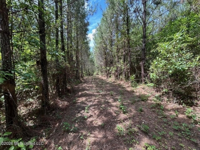 56 Acres in St. Helena Parish with Black Creek - image 39