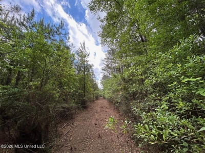 56 Acres in St. Helena Parish with Black Creek - image 13