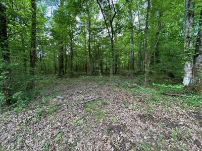 56 Acres in St. Helena Parish with Black Creek - image 6