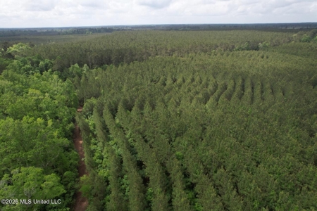 56 Acres in St. Helena Parish with Black Creek - image 3