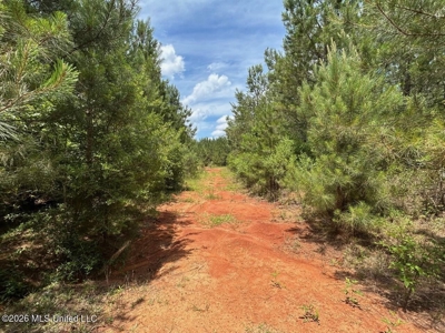 56 Acres in St. Helena Parish with Black Creek - image 35