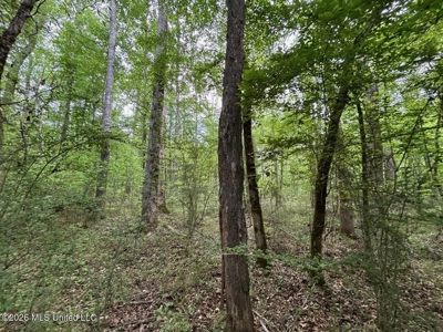 56 Acres in St. Helena Parish with Black Creek - image 15