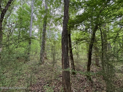 56 Acres in St. Helena Parish with Black Creek - image 14