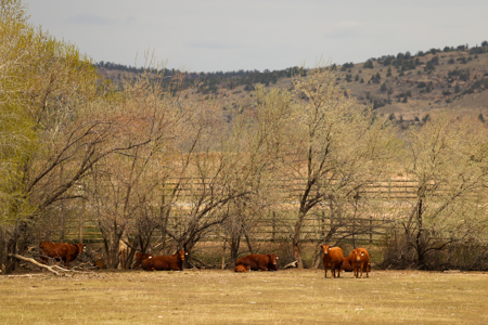 Bridger Creek Crossing  | Riverfront Acreage - image 4