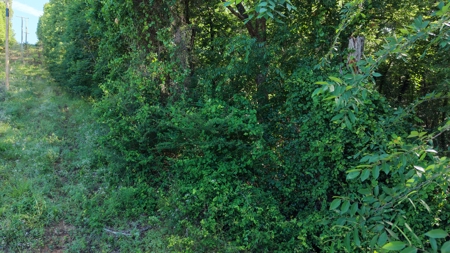 Armstrong Land Auction Tract | Land for Sale ONLINE AUCTION - image 6