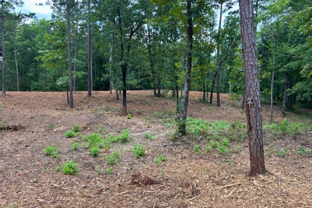 44 Acres of Unrestricted Land for Sale Near Marshall TX - image 12