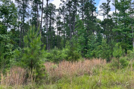 44 Acres of Unrestricted Land for Sale Near Marshall TX - image 14