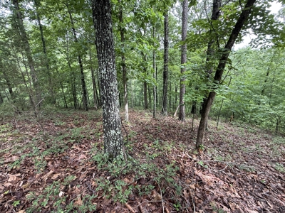 Hunting Land For Sale In North Central Arkansas - image 7