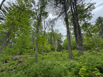 Coastal Area Land Lot with Water Views of South Pond - image 9