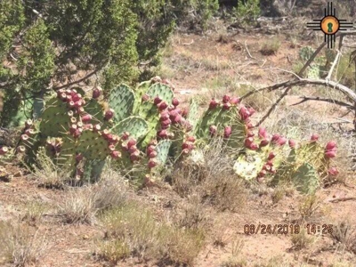 140 Acre Ranch Land with Red Rock Views in Newkirk NM - image 8