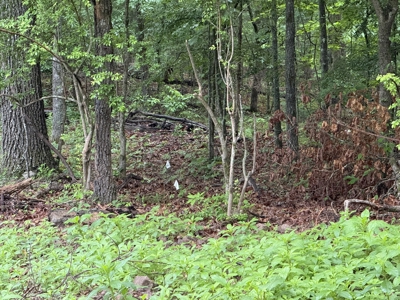 Pristine Unrestricted Acreage in Baxter County - image 15