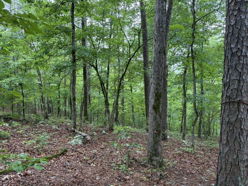 No Caption