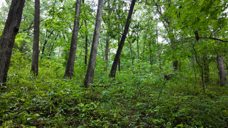 Land for sale St. Clair Missouri - image 9