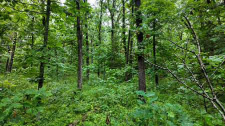 Land for sale St. Clair Missouri - image 16