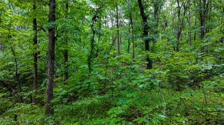 Land for sale St. Clair Missouri - image 11