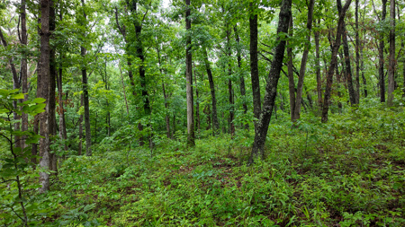 Land for sale St. Clair Missouri - image 12