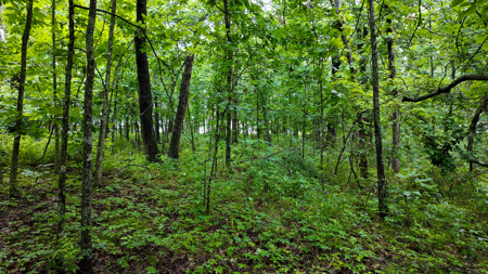 Land for sale St. Clair Missouri - image 4