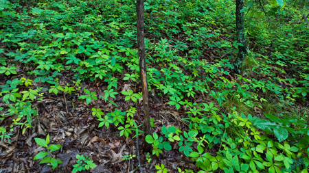 Land for sale St. Clair Missouri - image 18