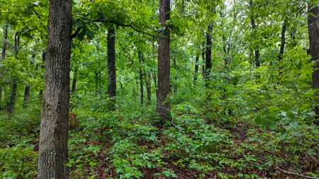 Land for sale St. Clair Missouri - image 10