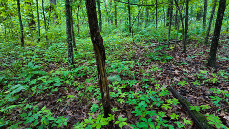 Land for sale St. Clair Missouri - image 3