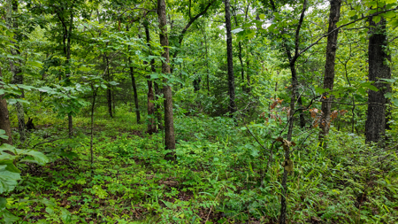 Land for sale St. Clair Missouri - image 23