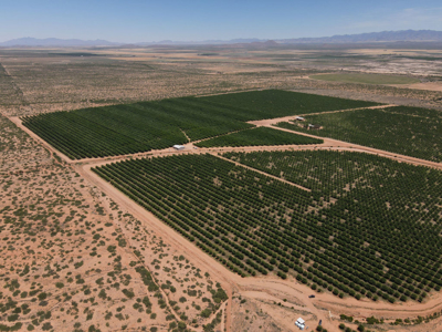 Pecan Orchard For Sale in Arizona - image 34