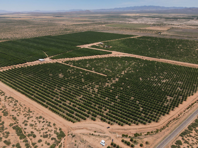 Pecan Orchard For Sale in Arizona - image 33