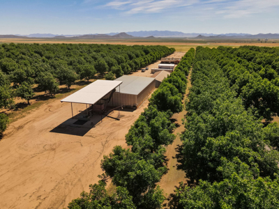 Pecan Orchard For Sale in Arizona - image 8