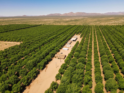 Pecan Orchard For Sale in Arizona - image 31