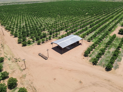 Pecan Orchard For Sale in Arizona - image 36