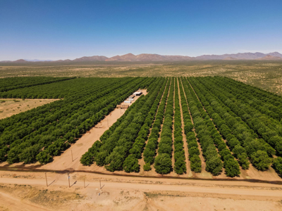 Pecan Orchard For Sale in Arizona - image 30