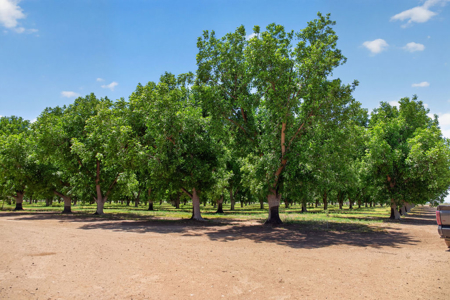 Pecan Orchard For Sale in Arizona - image 48