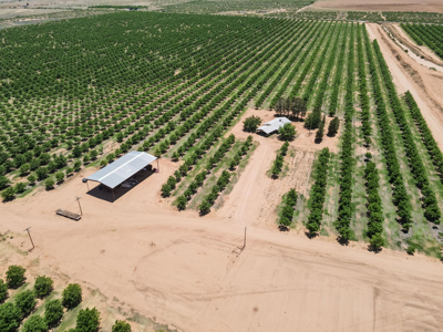 Pecan Orchard For Sale in Arizona - image 35